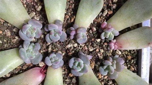 多肉叶片泥土如何清理？如何去除不洁痕迹