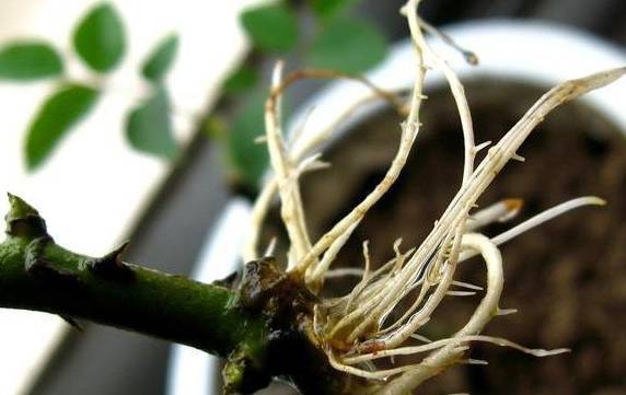 生根条件中哪些因素必不可少？