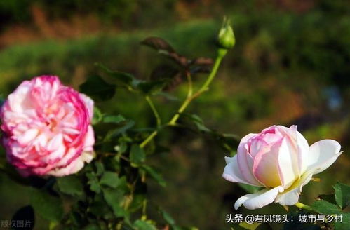 四月湖北宜昌， 群芳争艳