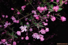 海棠花盛开，如何捕捉那一抹美？