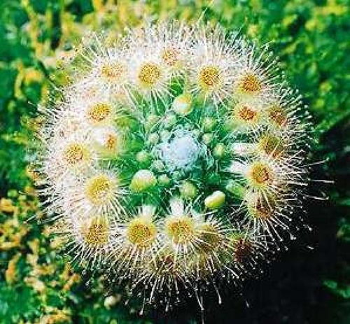 树下适合种什么农作物？这几种植物可以试试