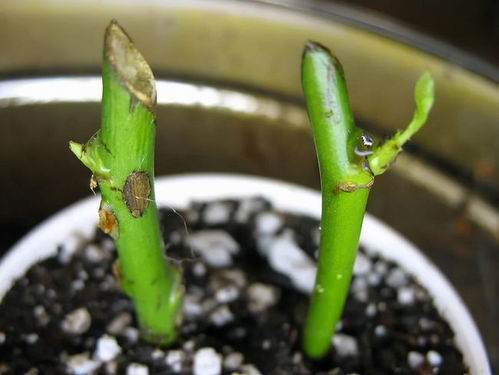 水培植物生根后如何正确转土培，有哪些步骤和注意事项