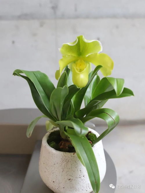 宝莲灯花：如此华贵，究竟有何忒别之处？