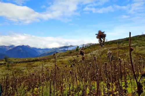 青海牧民的绝招：牧场分区， 牲畜健康又高产