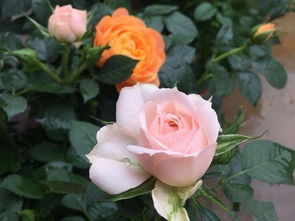 月季苗，黄泥巴的处理