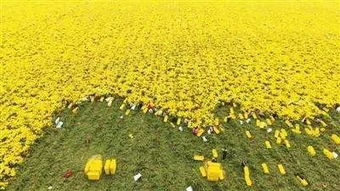 小菊：秋天的精灵