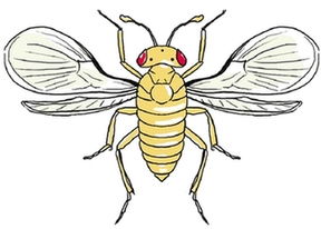 松毛虫困扰，如何是好？