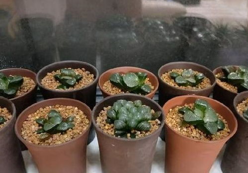 玉露花根烂了如何挽救