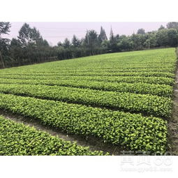 市场波动：价格的不确定性