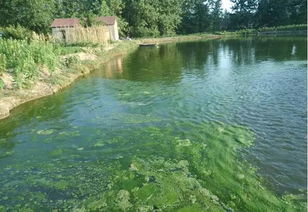 揭秘鱼池水质管理：如何有效调节老水问题？