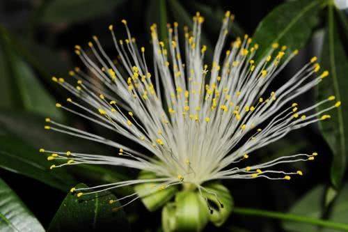 开花与财运的关系