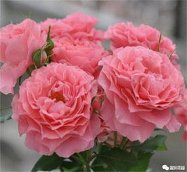 月季花盆大小，私密信件揭秘