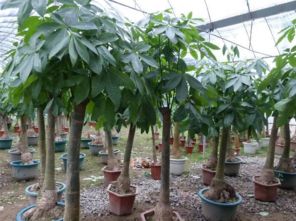 禁忌二：不要放在厕所附近