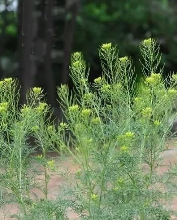 揭秘问津草：如何培育高效益金叶植物？