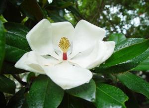 广玉兰、 玉兰树、紫玉兰的选购与价格