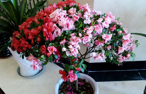 杜鹃花，南方那些地方的宝贝？