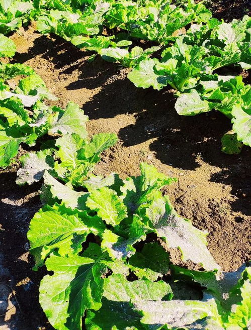 植物种植：各有各的讲究