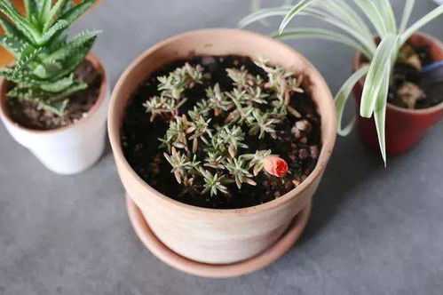 照波多肉繁殖方式及是否开花