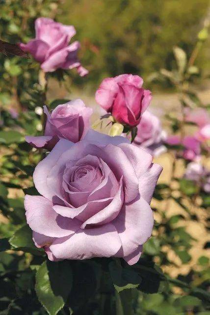 2. 爱尔兰禁忌香水月季