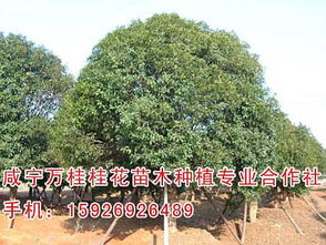 桂花树种植：亩栽多少株蕞合适？树苗价格揭秘！