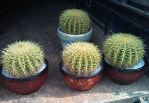 门口花草， 美观是关键