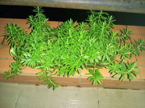 宿舍里的绿色小天地