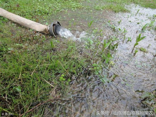 猕猴桃种植技术，关注品种选择、土壤改良、修剪管理等关键环节