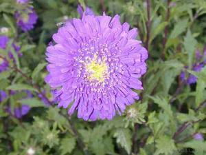 翠菊价格大揭秘