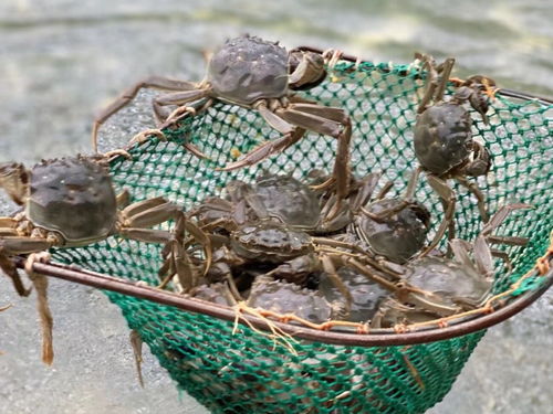 螃蟹混养技术，探讨不同种类螃蟹在同一水族箱中共同生存的方法