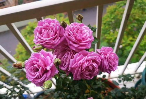 月季品种：好养又抗病， 新手种植指南