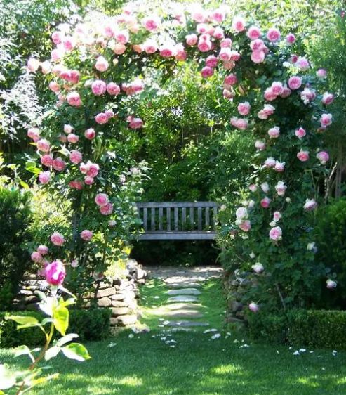 名贵月季十大品种