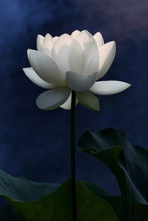 黑莲花是什么？与白莲花有何不同