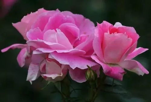 赏花何处去？这些地方不Neng错过