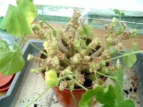 修剪技巧，让花朵梗集中