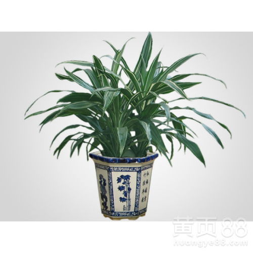 相似草一：银边万年青