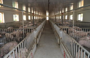 猪舍通风如何保持？湿度控制有何技巧