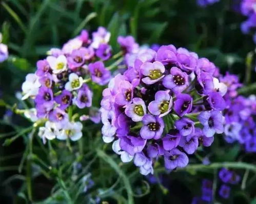 剪掉残花，延长花期的小技巧