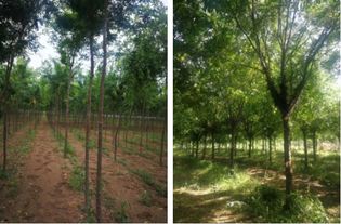 绿化树种植技术将得到进步提升