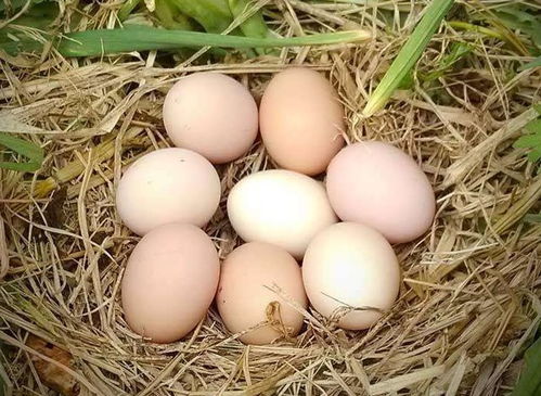 大雁蛋的营养价值