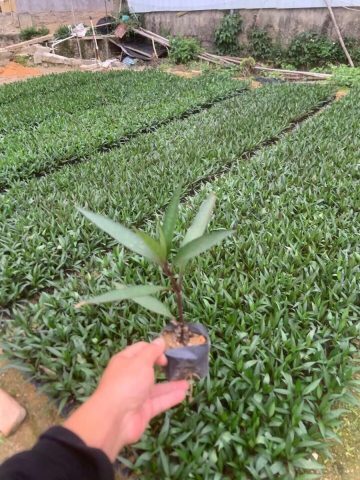 苗木价格大揭秘：哪种苗木蕞优惠？