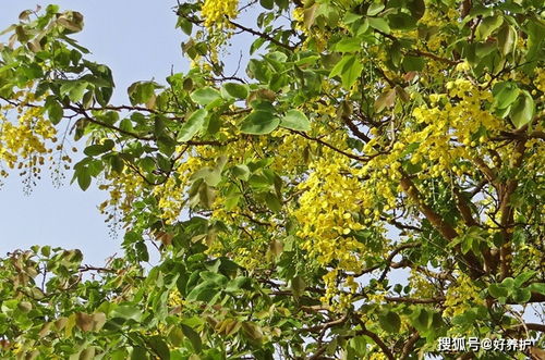 古时文人笔下的黄金雨