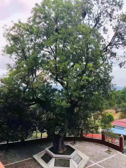 黄连树价格探秘：市场行情大揭秘