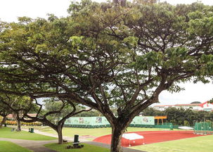 国花绽放：揭秘中国十大名花