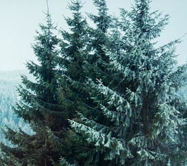 五米雪松市场行情一探究竟