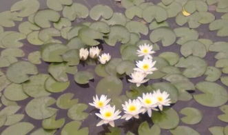 睡莲种植深度是多少合适？