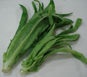 莴笋叶片变厚之谜：是丙环唑药害吗嗯？