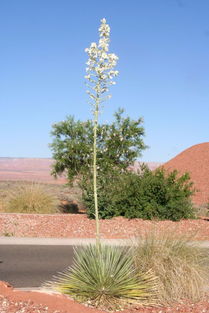 不用特殊管理，节省人力