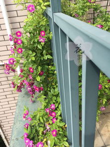 准备工具：园艺的武器