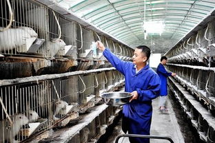 秸秆喂兔真的能省60%饲料费，避免亏损3万吗？