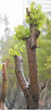 一、截枝时机hen重要